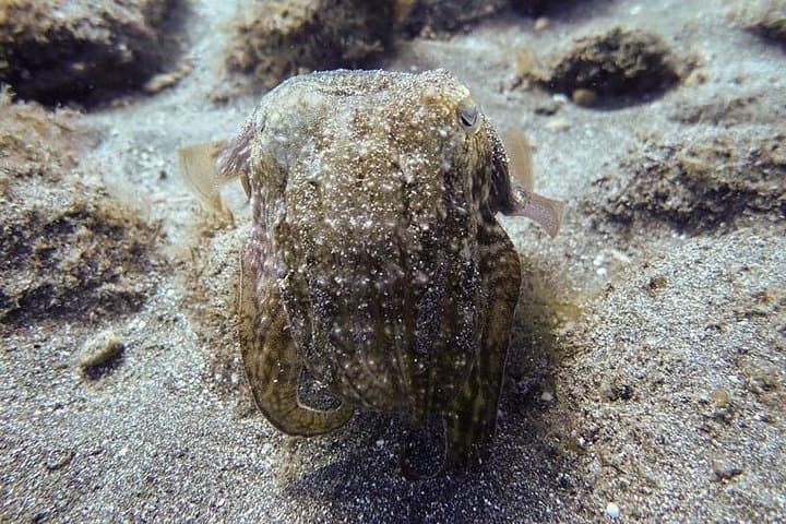 SSI Open Water, Tenerife Sur - 3