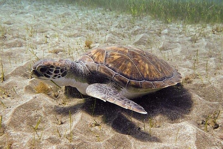 SSI Open Water, Tenerife Sur - 4