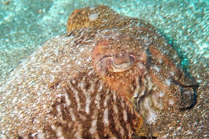 Curso Padi De Iniciación Al Buceo En Tenerife: 2 Inmersiones - 2