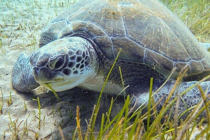 Curso Padi De Iniciación Al Buceo En Tenerife: 2 Inmersiones - 3