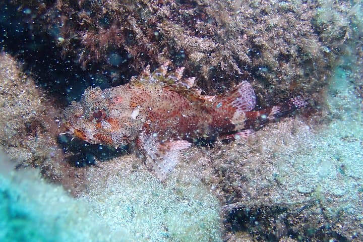 Curso Padi De Iniciación Al Buceo En Tenerife: 2 Inmersiones - 4