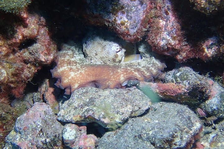 Curso Padi De Iniciación Al Buceo En Tenerife: 2 Inmersiones - 6