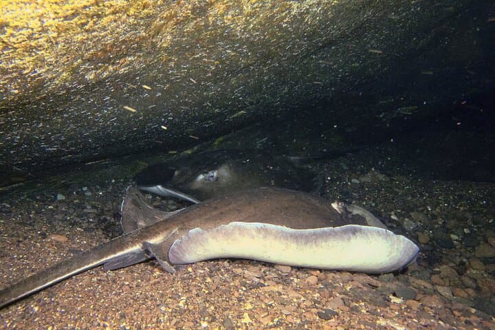 Buceo nocturno en Tenerife - 6