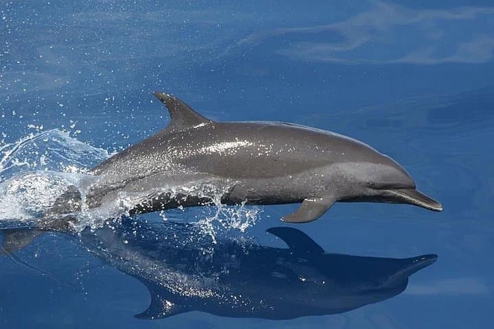 Whale & Dolphin Watching in Tenerife (Puerto Colon) On a Large Catamaran - 3