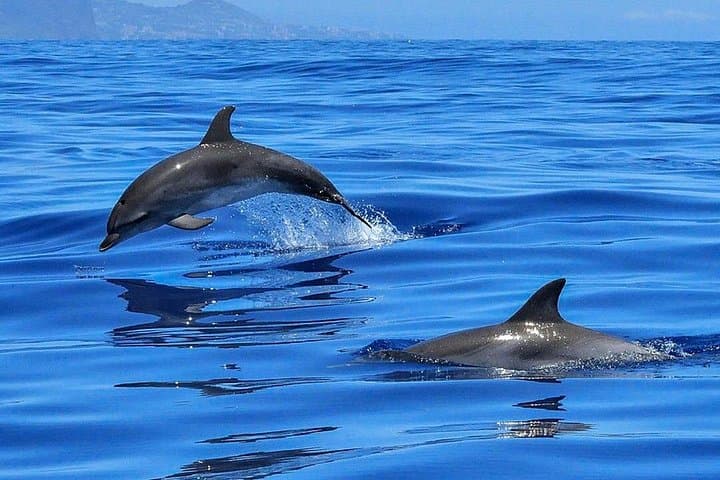 Whale & Dolphin Watching in Tenerife (Puerto Colon) On a Large Catamaran - 4