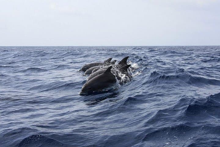 Whale & Dolphin Watching in Tenerife (Puerto Colon) On a Large Catamaran - 5