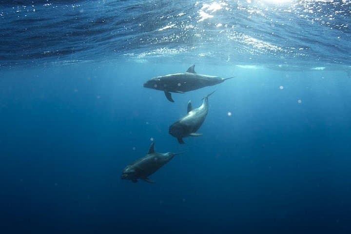 Whale & Dolphin Watching in Tenerife (Puerto Colon) On a Large Catamaran - 6