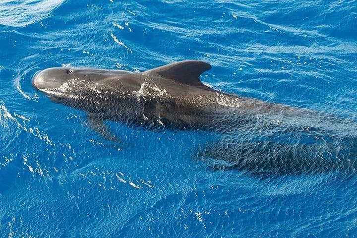 Whale & Dolphin Watching in Tenerife (Puerto Colon) On a Large Catamaran - 7