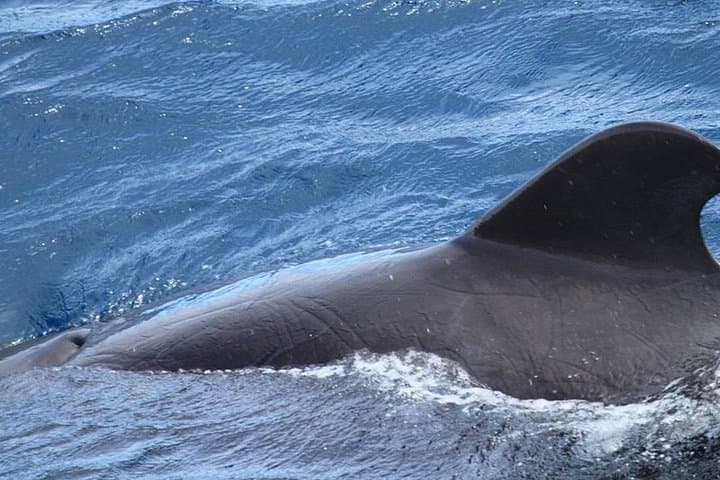 Whale & Dolphin Watching in Tenerife (Puerto Colon) On a Large Catamaran - 8