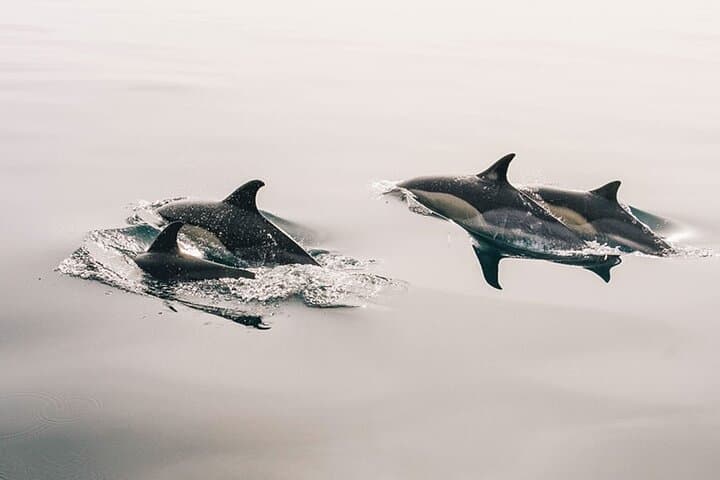 Whale & Dolphin Watching Boat Trip in Tenerife On a Sailing Boat (3 Hr) - 2