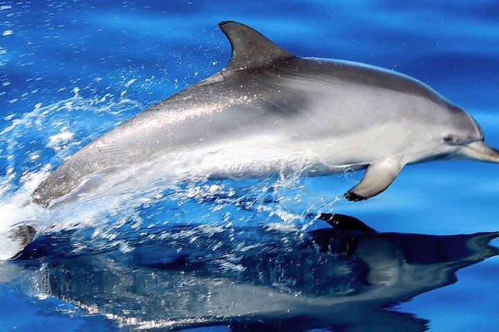 Whale & Dolphin Watching With Mustcat Virgin Coast Trip On a Large Catamaran - 1