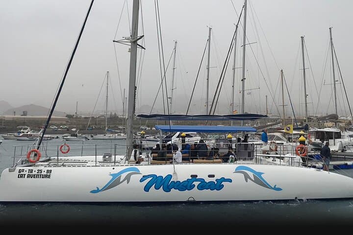 Whale & Dolphin Watching With Mustcat Virgin Coast Trip On a Large Catamaran - 2