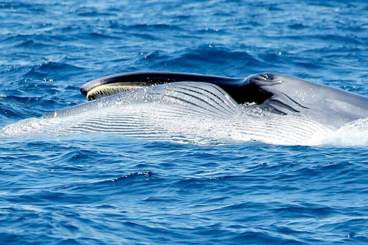 Whale & Dolphin Watching With Mustcat Virgin Coast Trip On a Large Catamaran - 6
