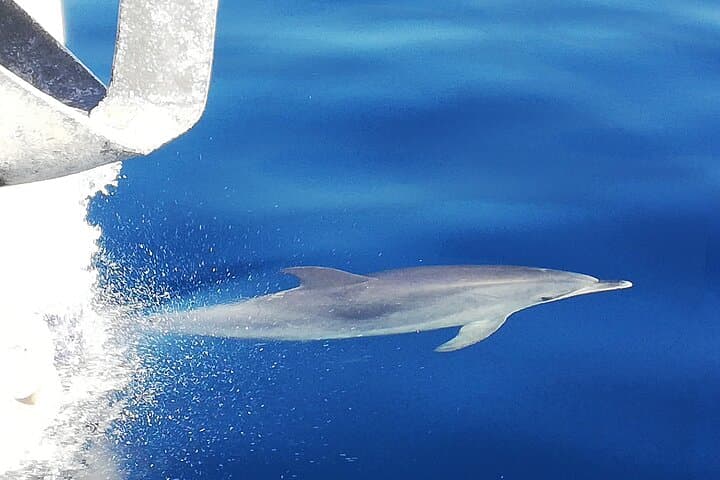 Whale & Dolphin Watching With Mustcat Virgin Coast Trip On a Large Catamaran - 8