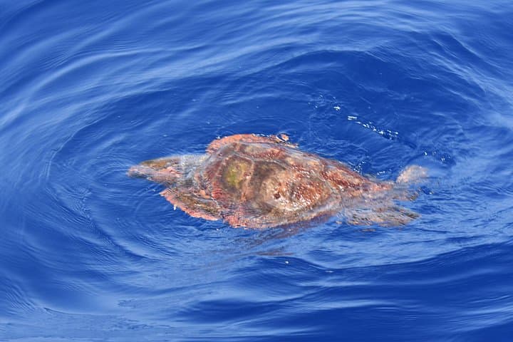 Rorcual tropical - 3