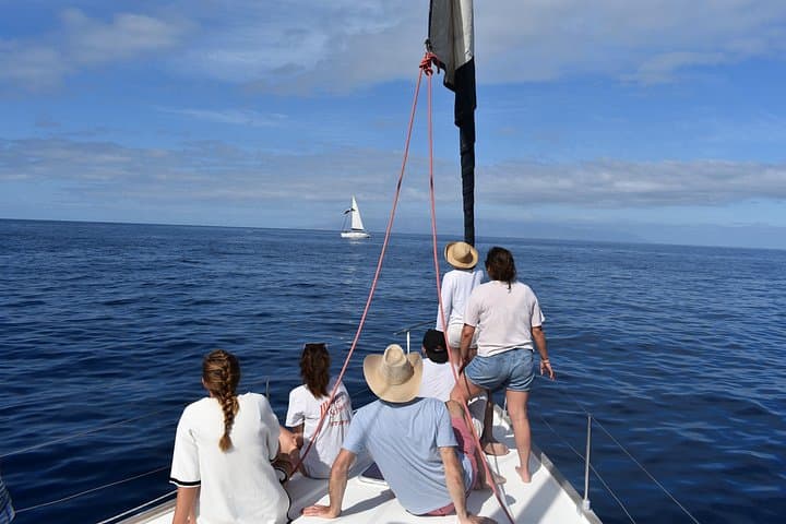 Rorcual tropical - 5