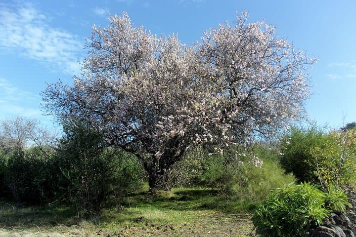 Ruta de los almendros en flor de día completo en Tenerife - 2