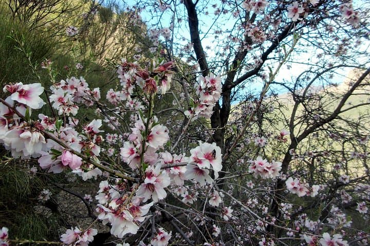 Ruta de los almendros en flor de día completo en Tenerife - 3