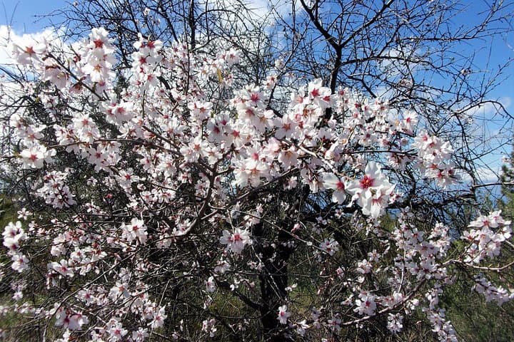Ruta de los almendros en flor de día completo en Tenerife - 5