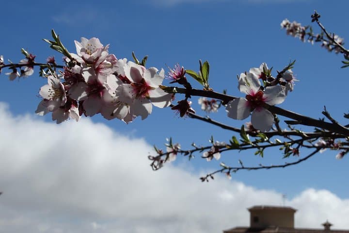 Ruta de los almendros en flor de día completo en Tenerife - 6