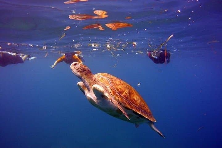 Snorkel con tortugas - 3