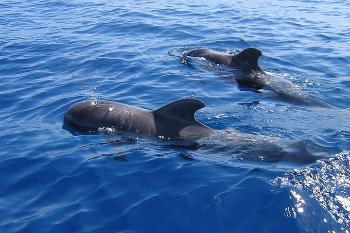 Tenerife Excursión en Ecoyate para Avistamiento de Ballenas - 5