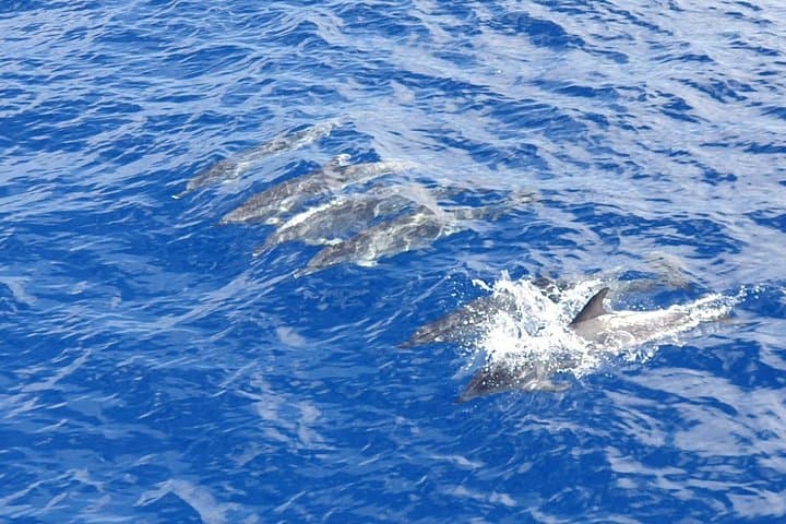 Tenerife Excursión en Ecoyate para Avistamiento de Ballenas - 6
