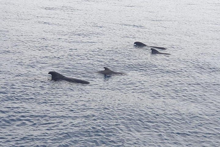Tenerife Excursión en Ecoyate para Avistamiento de Ballenas - 8