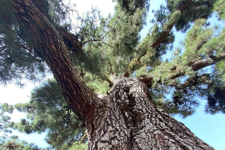 Parque Nacional Teide con furgoneta - 5
