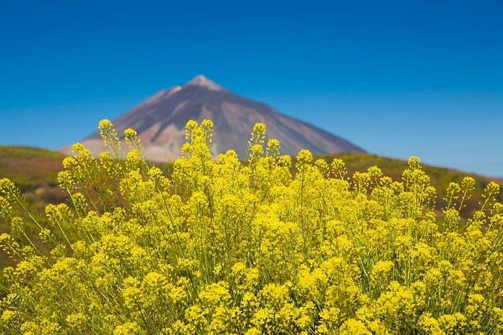 Tour Guiado al Teide y Roques de García, con Teleférico Opcional. - 2