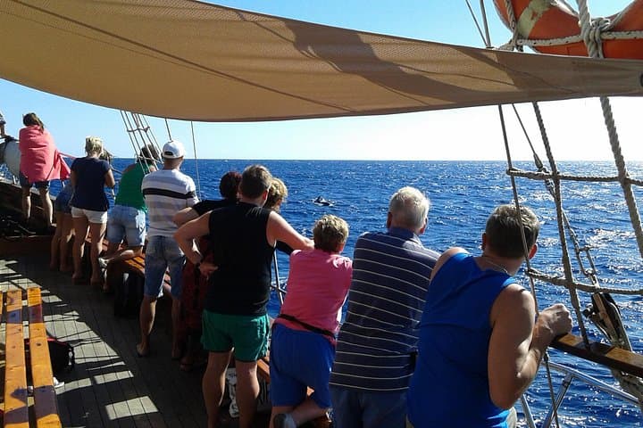 Tenerife: Avistamiento de Ballenas y Delfines con Chapuzón - 8