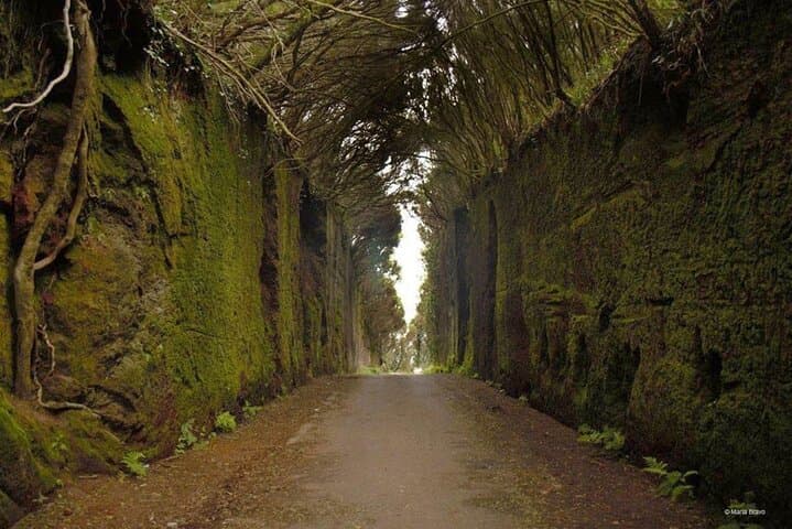 Tenerife: Santa Cruz, Anaga y La Laguna con guía incluido - 1