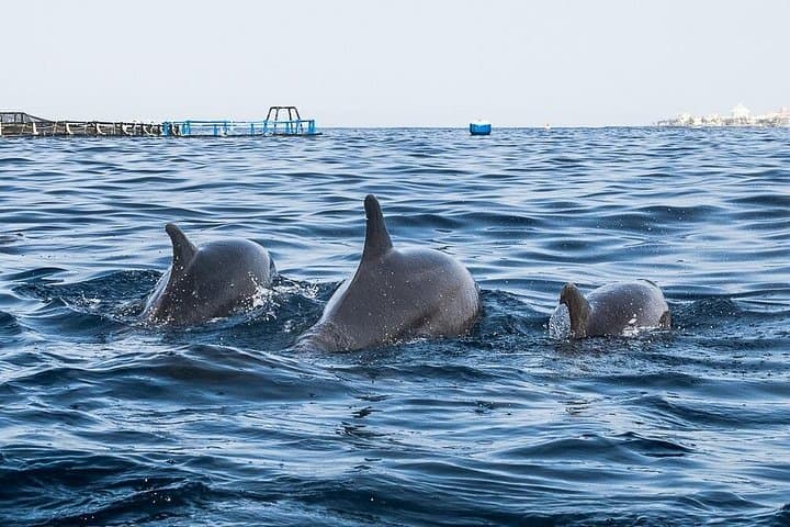 Safari en kayak con avistamiento de delfines y tortugas desde Los Cristianos - 7