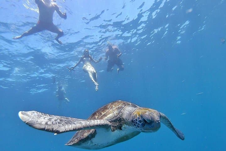 Safari en kayak con avistamiento de delfines y tortugas desde Los Cristianos - 5