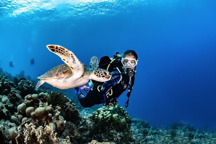 Buceo guiado en Tenerife (para buceadores certificados) - 5