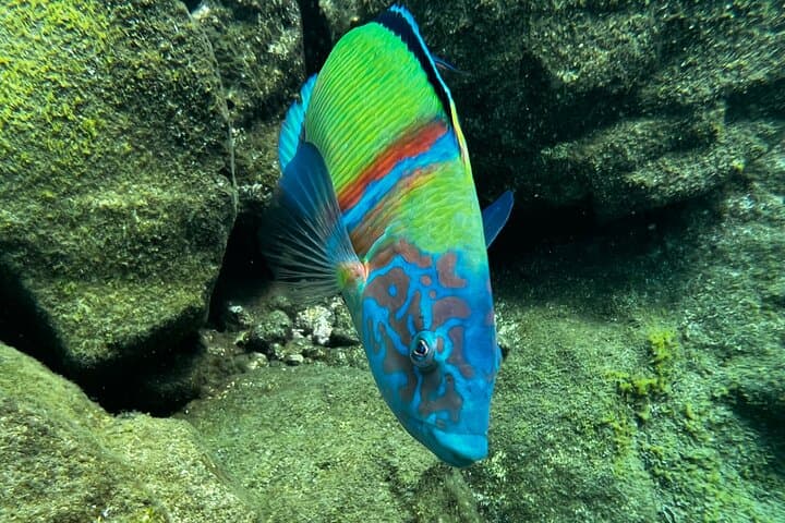 Curso privado de 1ª licencia de buceo en Tenerife - 5