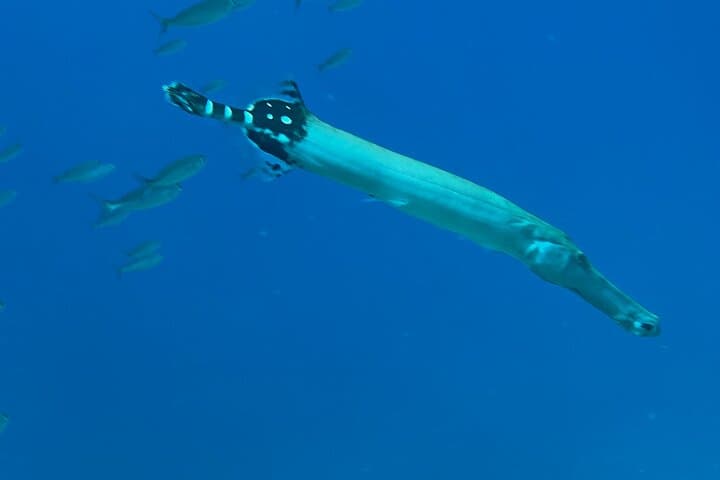 Curso privado de 1ª licencia de buceo en Tenerife - 7