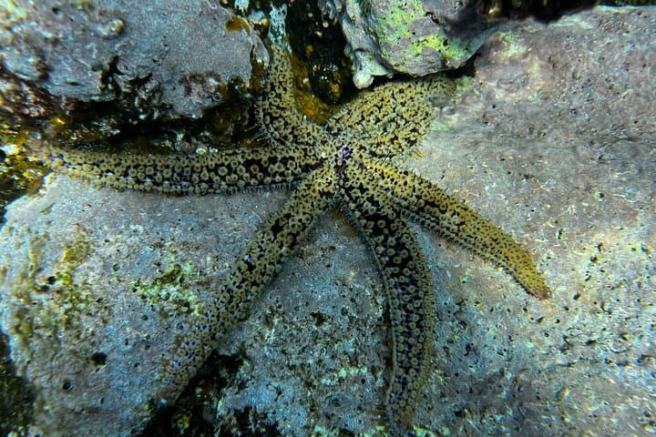 Curso privado de 1ª licencia de buceo en Tenerife - 8