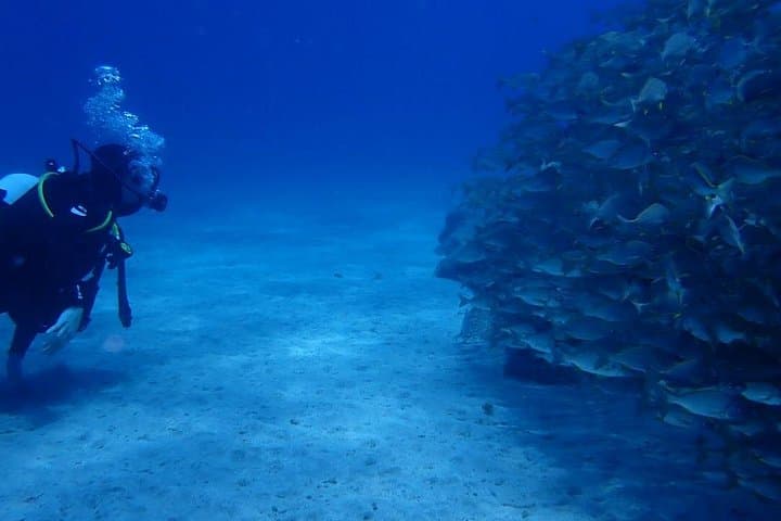 Buceo en Tenerife. Buceadores felices bajo el agua - 2