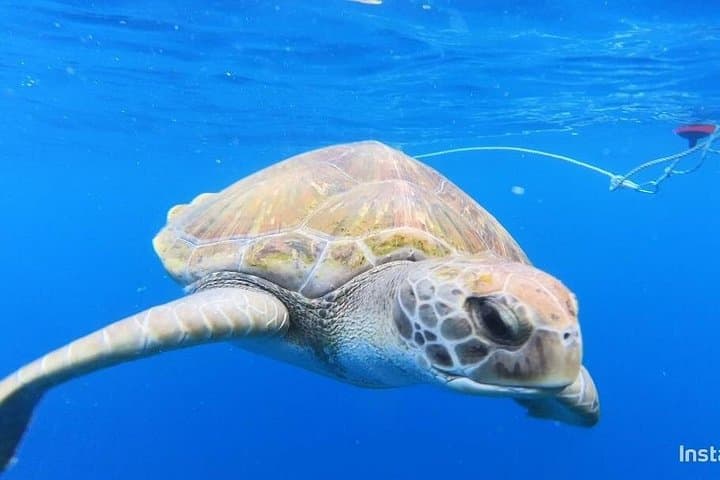 Snorkel con tortugas - 6
