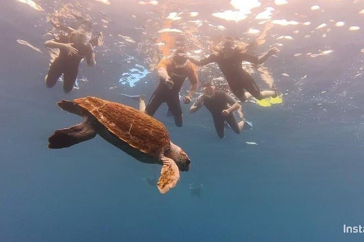 Snorkel con tortugas - 7