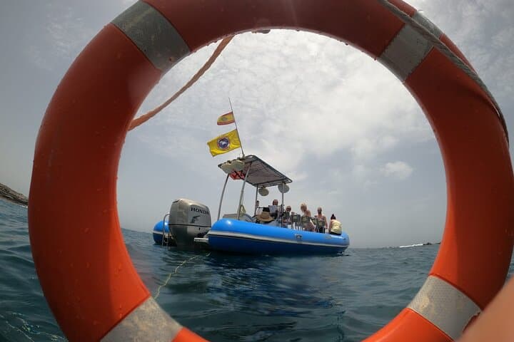 SEA SAFARI, Delfines, Ballenas, snorkel, snack y bebida, 2 h lancha rápida - 7