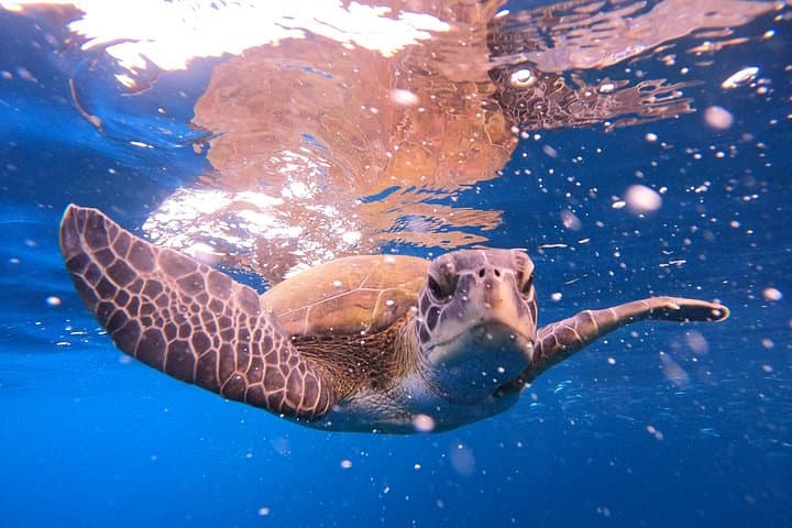 Tour de Snorkel en Tenerife en Hábitat de Tortugas - 3