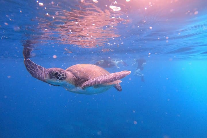 Tour de Snorkel en Tenerife en Hábitat de Tortugas - 5