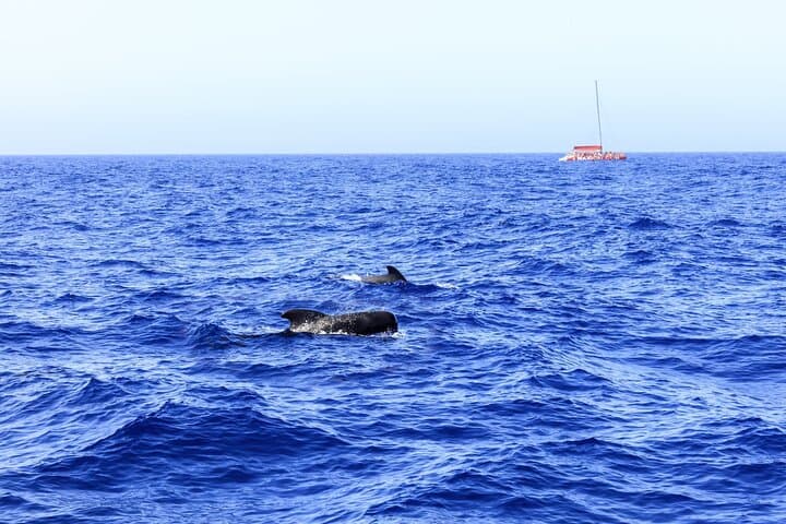 Solo Adultos Tenerife Freebird Ballena Delfín Catamarán con Almuerzo - 4