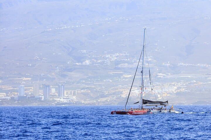 Solo Adultos Tenerife Freebird Ballena Delfín Catamarán con Almuerzo - 5