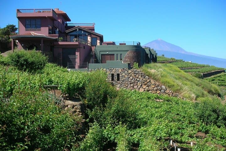 Sabores de Tenerife : Taller de Mojo, Cata de Vinos y Tour de Bodegas - 6