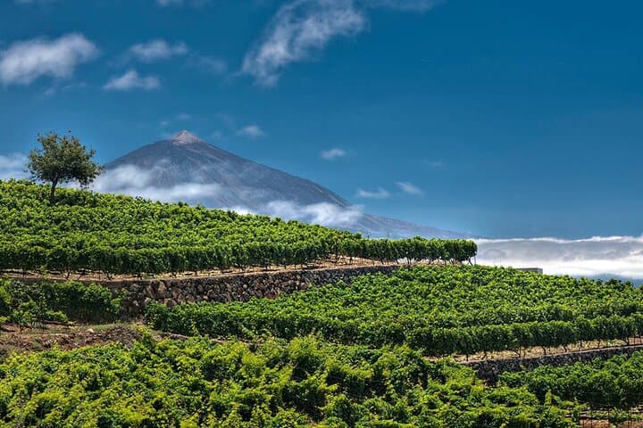 Sabores de Tenerife : Taller de Mojo, Cata de Vinos y Tour de Bodegas - 3