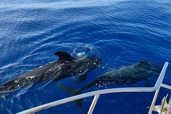 Tour de avistamiento de ballenas y delfines Los Gigantes y Masca en grupos reducidos - 8