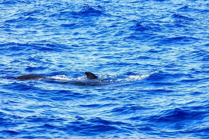 Exclusivo Freebird Catamaran Whale & Dolphin a Masca desde el norte - 2